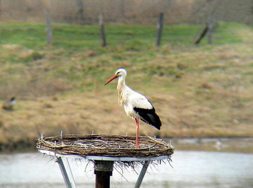 Vergeblich wartete Anfang April 20122 ein Storch in der Nähe der Ökologiestation auf ein Weibchen. Foto: Klaus Nowak