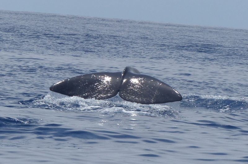 An der Fluke lassen sich Wale genau identifizieren. (Foto: Jana Achäfer