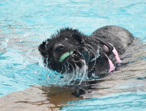 Auch mit zwölf Jahren ist Luna noch ein echter Schwimmprofi.