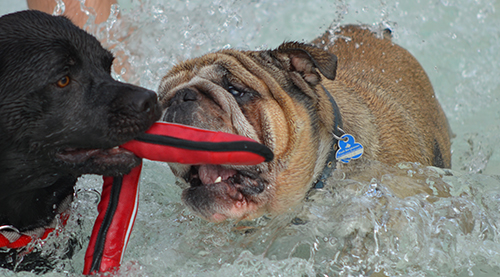 So macht Schwimmen Spaß: Den anderen das Spielzeug klauen und dabei noch neue Freunde finden.