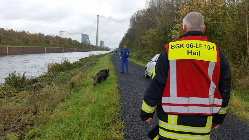 Beim zweiten Versuch gelang es der Feuerwehr, das Wildschwein aus dem Datteln-Hamm-Kanal zu retten. (Fotos: Feuerwehr Bergkamen)