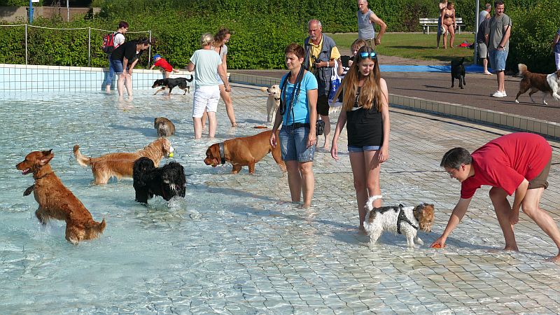 Hundeschwimmen (5)