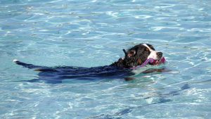 Hundeschwimmen (7)