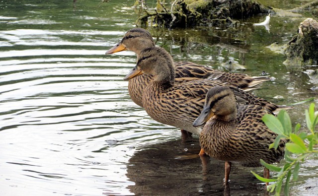 Naturfotografie rund um den Beversee Bergkamener Infoblog