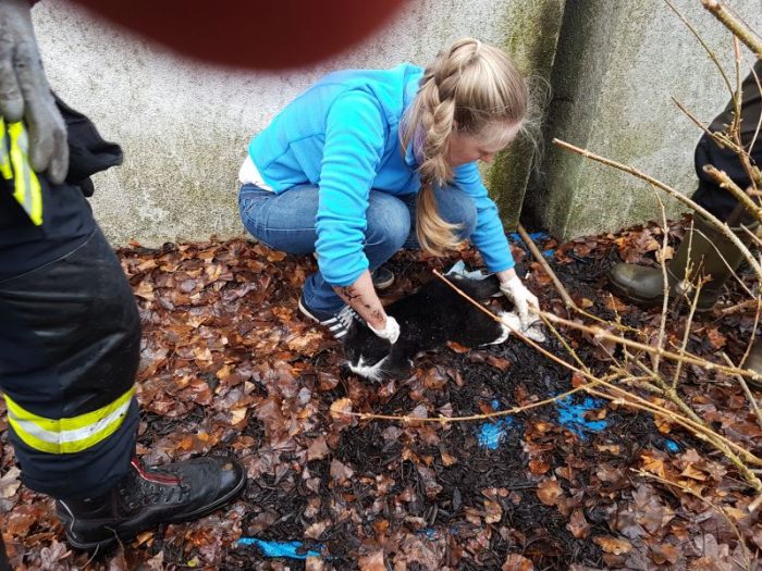 Katze zwischen zwei Garagen eingeklemmt: Feuerwehr unnd Tierärztin