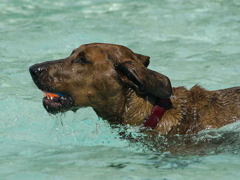 Hundeschwimmen14