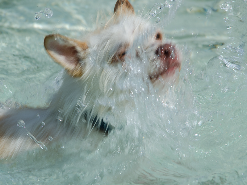 Hundeschwimmen19