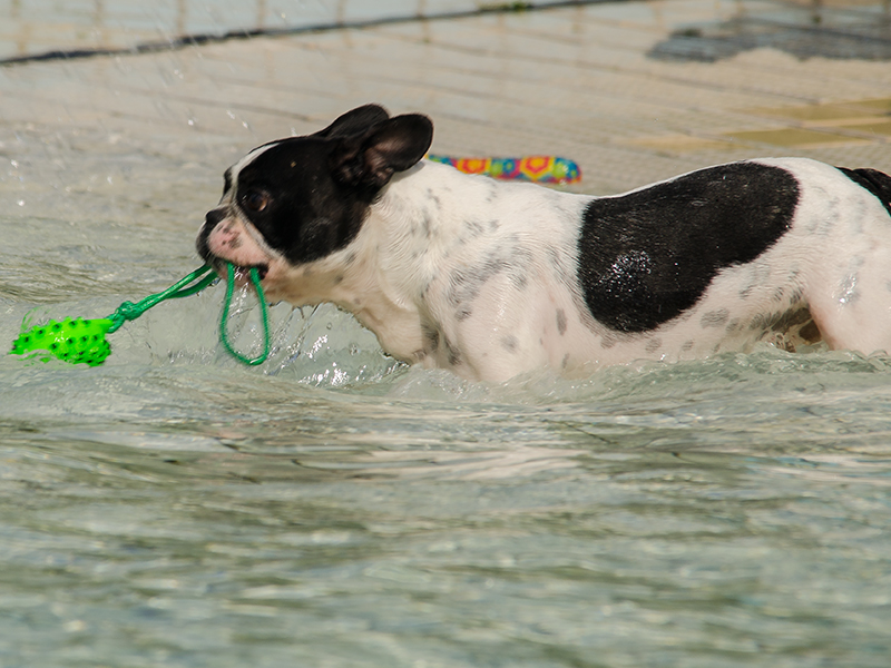 Hundeschwimmen20