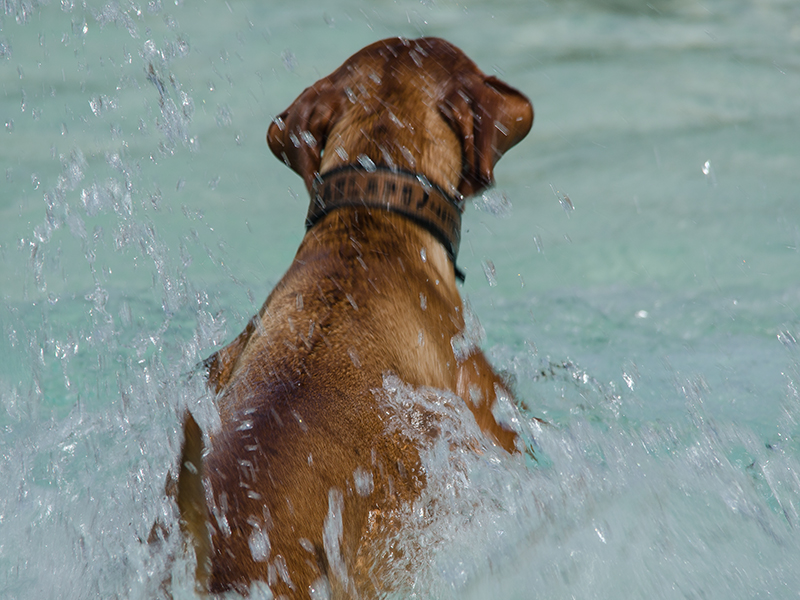 Hundeschwimmen23