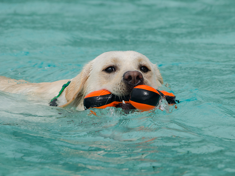 Hundeschwimmen4