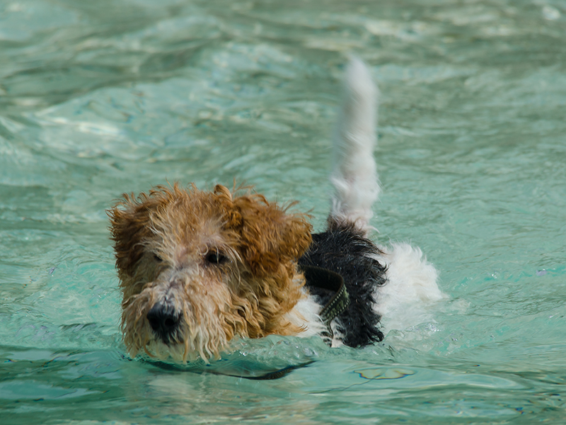 Hundeschwimmen6