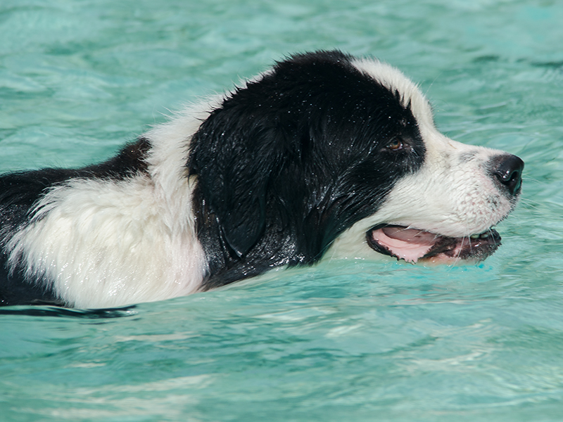 Hundeschwimmen7