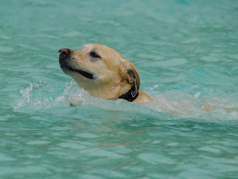 Hundeschwimmen9