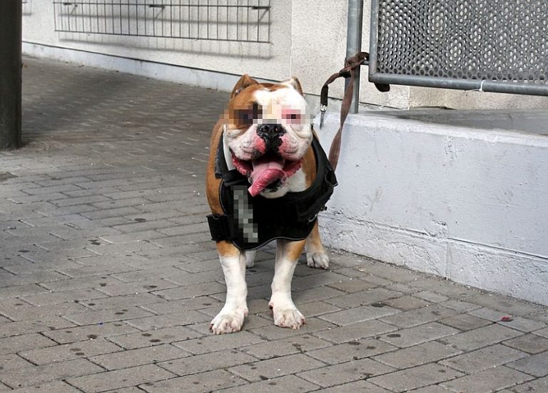 Olde English Bulldogge beißt Herrchen, zwei weitere Personen und einen