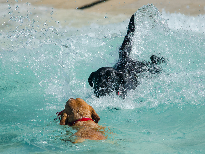 Hundeschwimmen_14