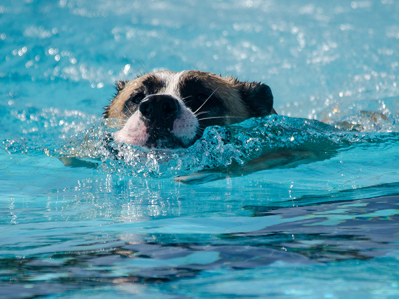 Hundeschwimmen_19