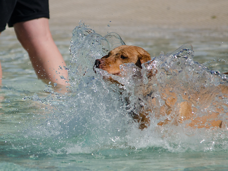 Hundeschwimmen_2