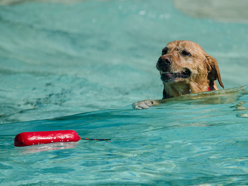 Hundeschwimmen_21
