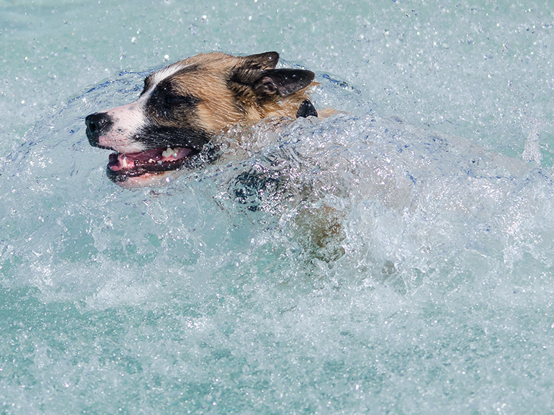 Hundeschwimmen_24