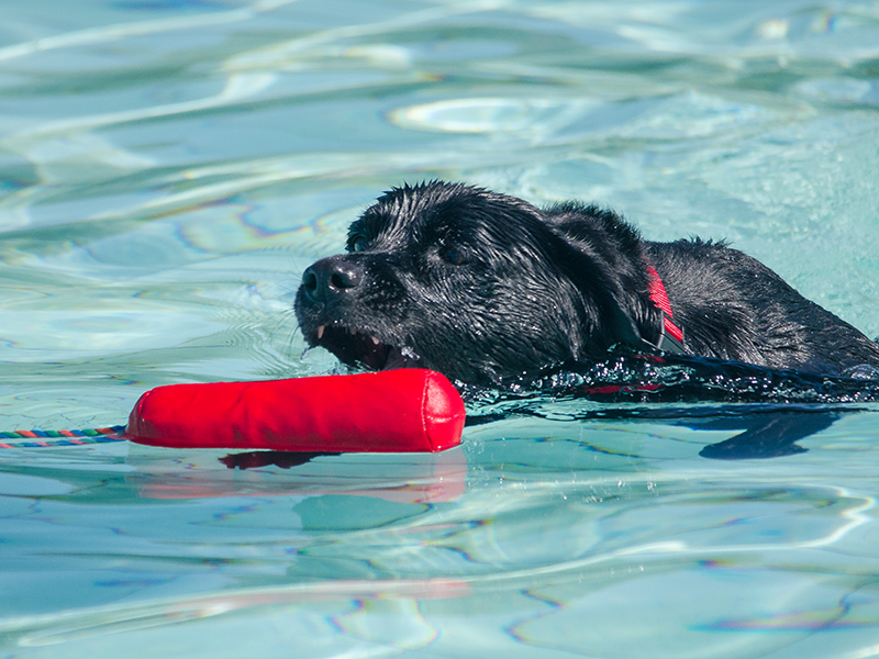 Hundeschwimmen_3