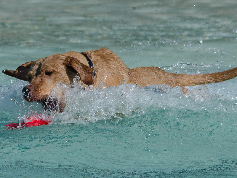 Hundeschwimmen_4
