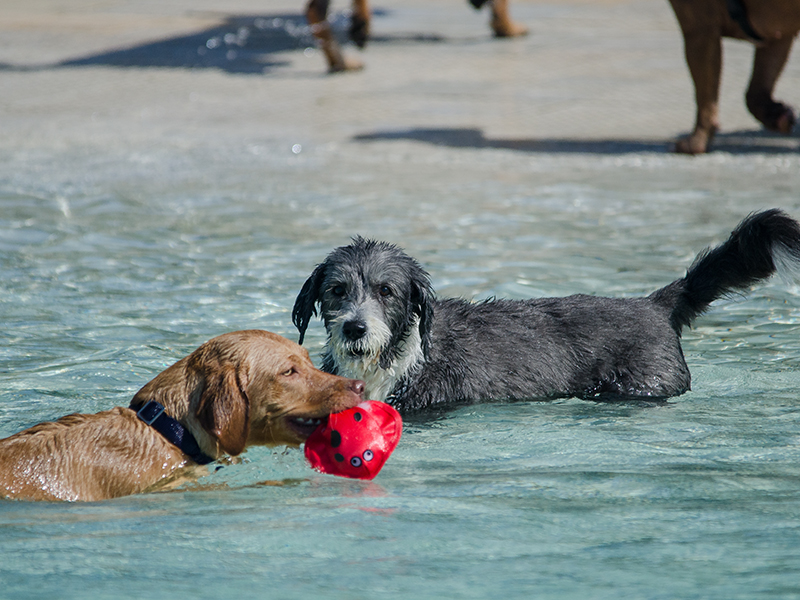 Hundeschwimmen_6
