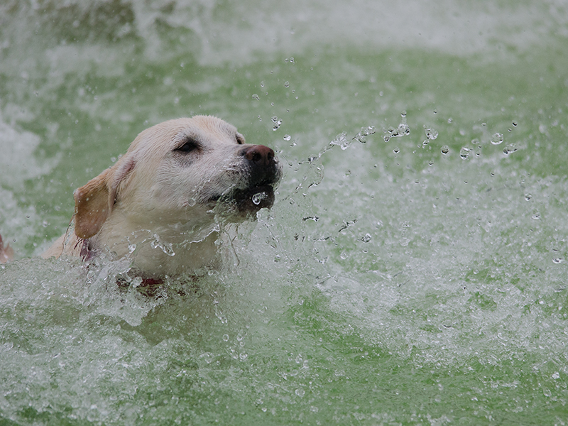 Hundeschwimmen_1