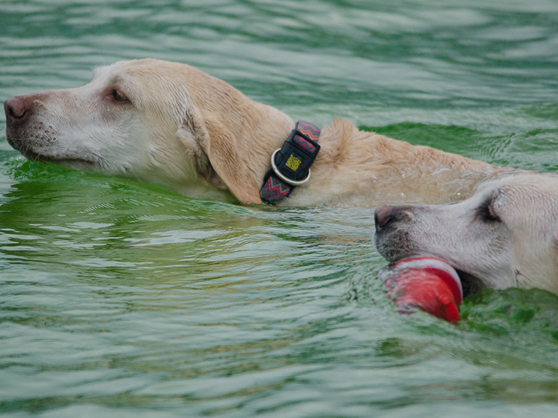 Hundeschwimmen_12