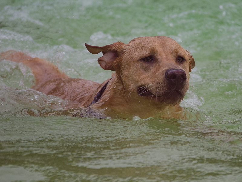 Hundeschwimmen_17
