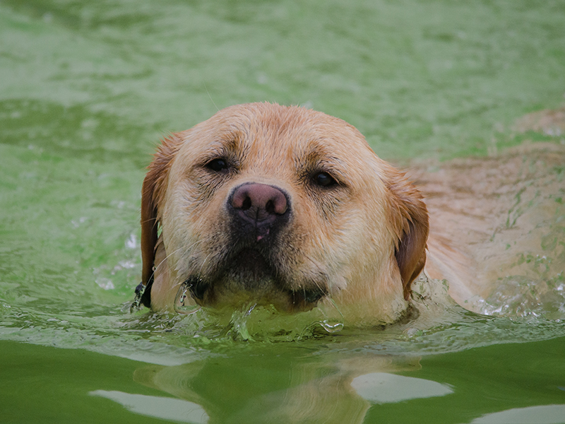 Hundeschwimmen_18