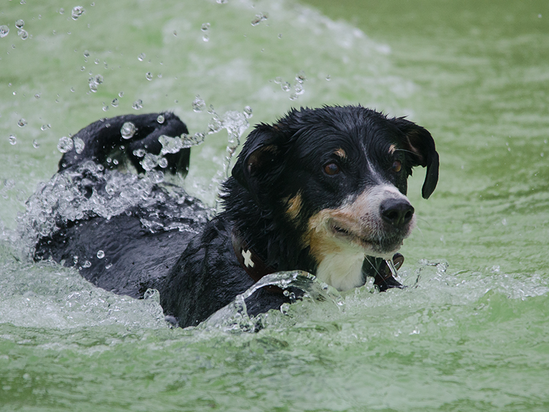 Hundeschwimmen_20