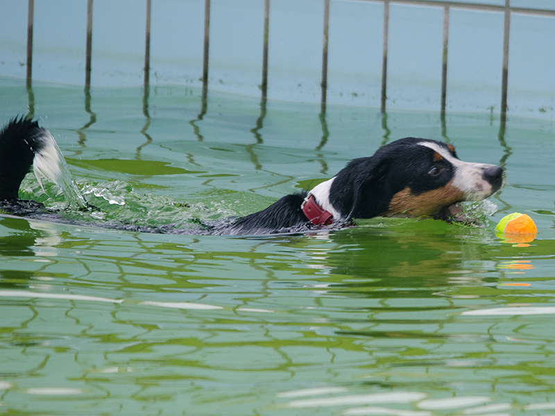 Hundeschwimmen_7