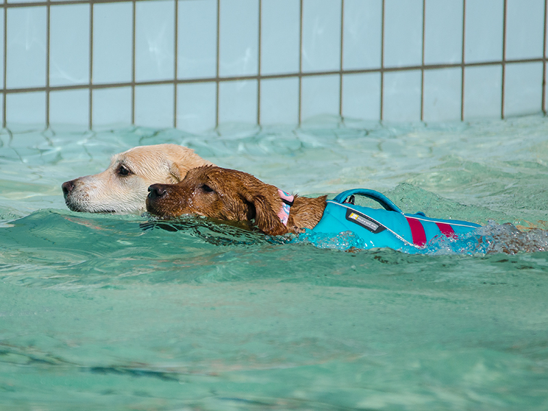 Hundeschwimmen22_10