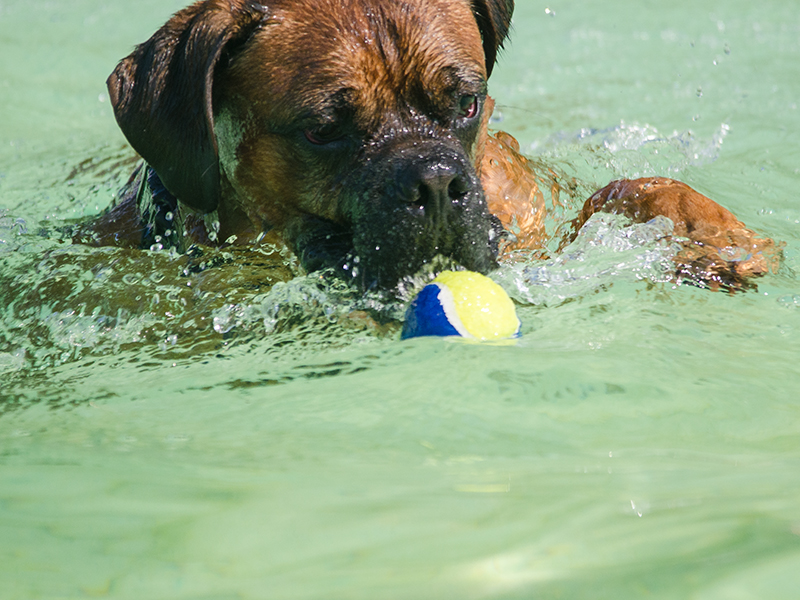 Hundeschwimmen22_13