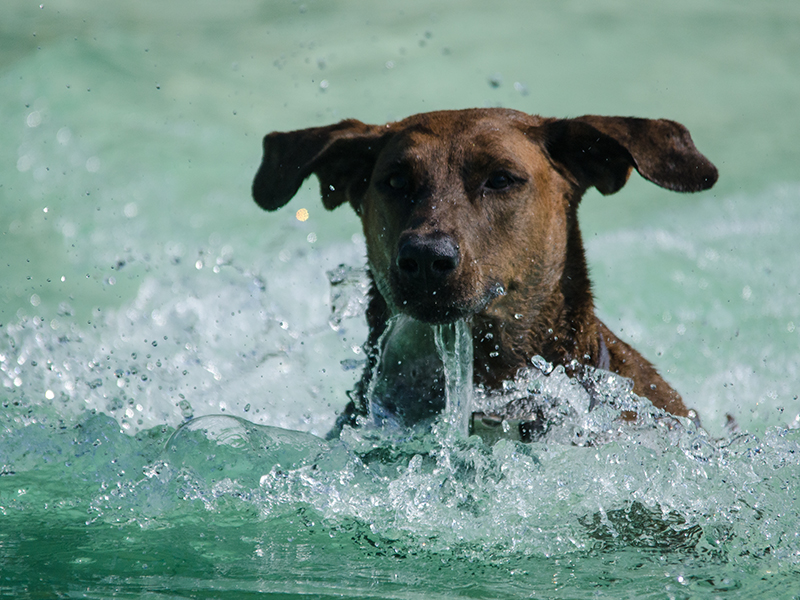 Hundeschwimmen22_15