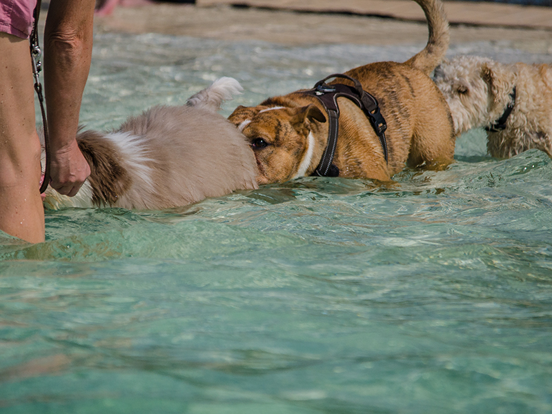 Hundeschwimmen22_19
