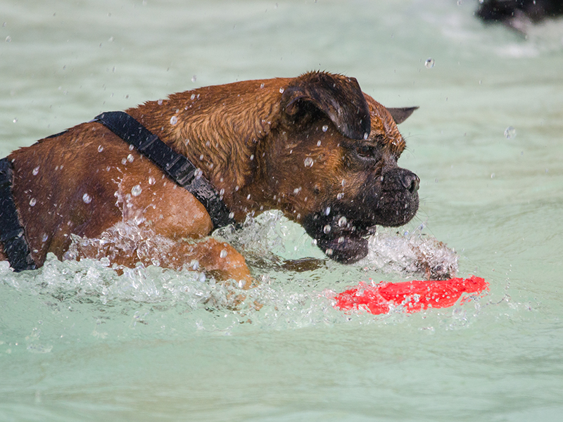 Hundeschwimmen22_22