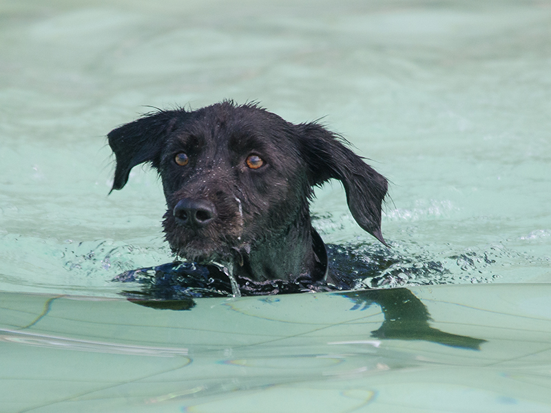 Hundeschwimmen22_23