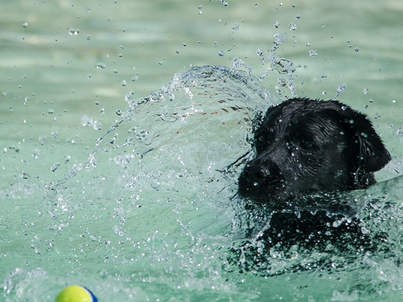 Hundeschwimmen22_24