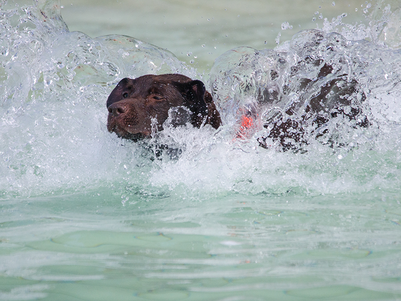 Hundeschwimmen22_28