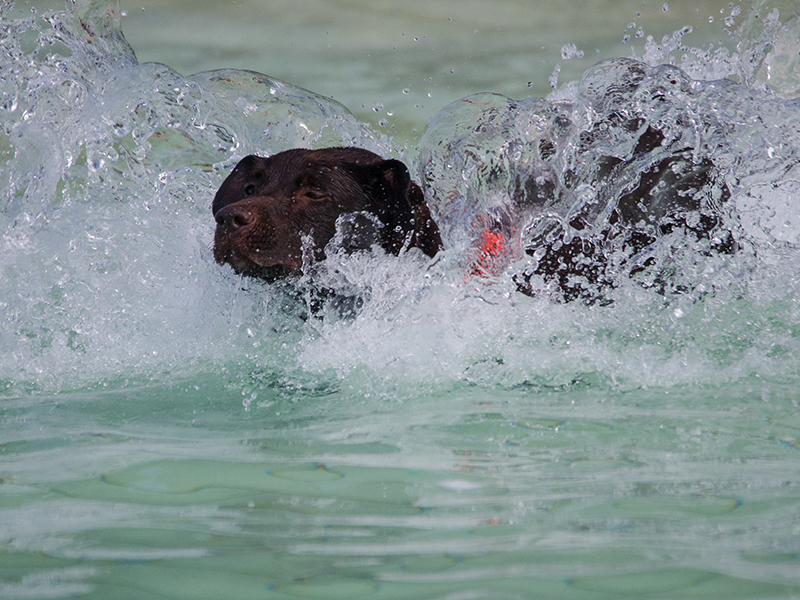 Hundeschwimmen22_3