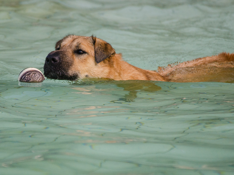 Hundeschwimmen22_5