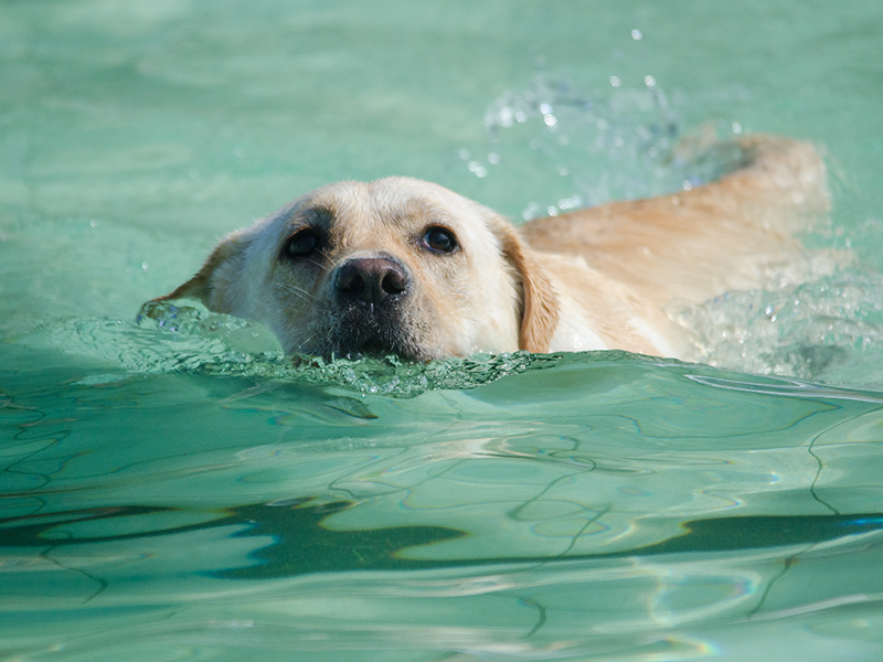 Hundeschwimmen22_7